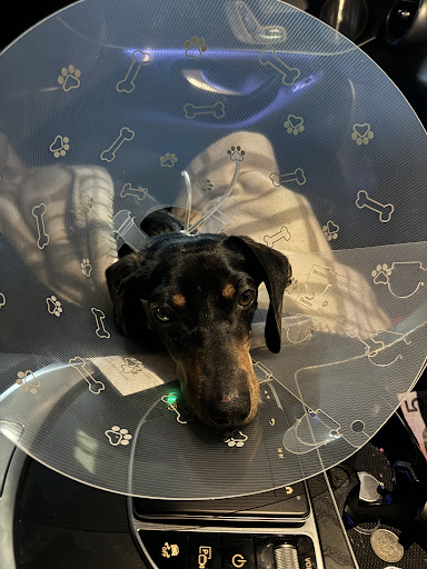 My Best Friend Veterinary Centre - Thumbnail