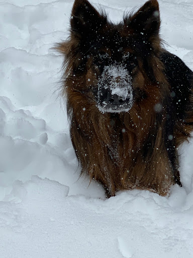 Royal K9 Kennel - Thumbnail