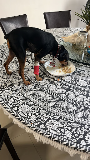 El Perro Tragón alimentación natural para perros (solo whatsapp)