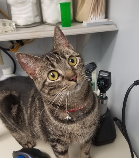 Access Veterinary Care - Thumbnail