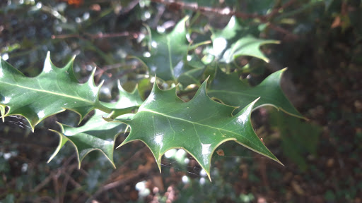 Bracken Woods - Thumbnail