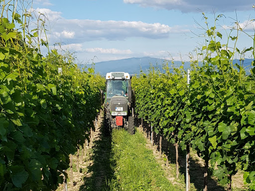 Winzergenossenschaft Bötzingen am Kaiserstuhl eG - Thumbnail