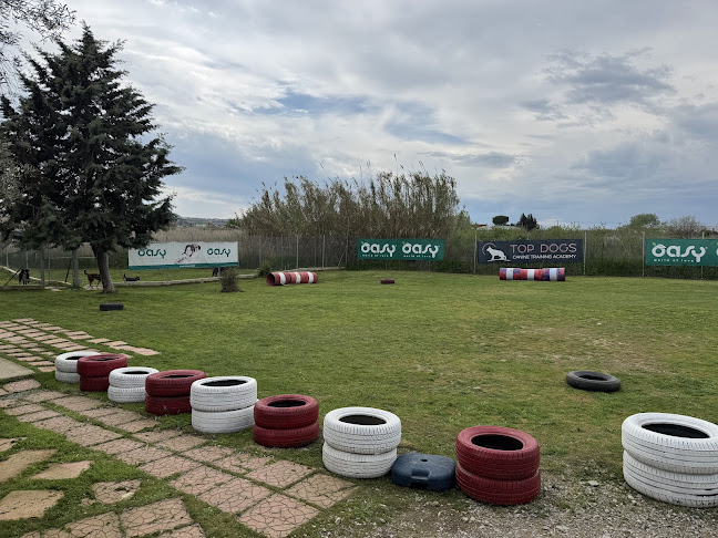 Top Dogs Training Academy | Εκπαίδευση Σκύλων Θεσσαλονίκη | Κρήτη - Εκπαιδευτής σκύλου