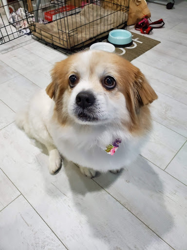 Christa's Paw Spa LLC Gallery - United States