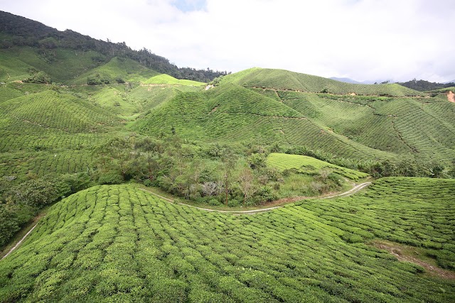Tanah Rata