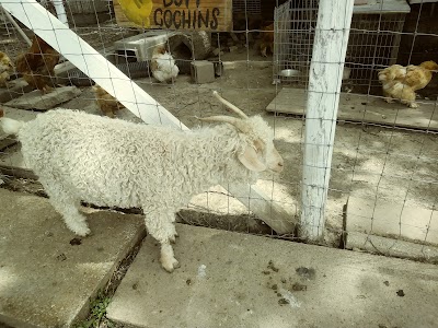 Rainbow Ranch Petting Zoo