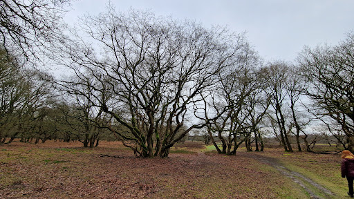 De Strubben-Kniphorstbosch (archeologisch reservaat) - Thumbnail