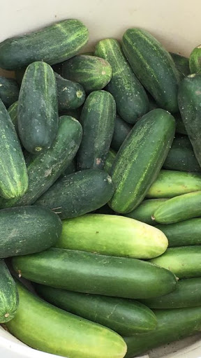 Ash Grove Farmers Market Gallery - United States