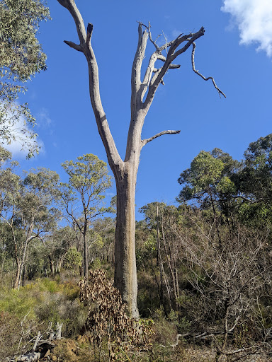 Alan’s tree