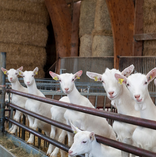 Photo de Ferme de Cabriole et Fromagerie de Cabriole à Saint-Félix-Lauragais (31540)