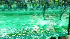 Dolphin Show karachi