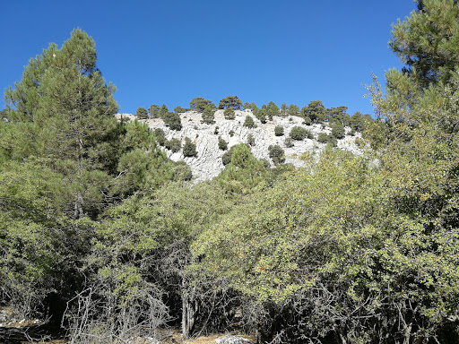 Valle de los Tejos Milenarios - Thumbnail