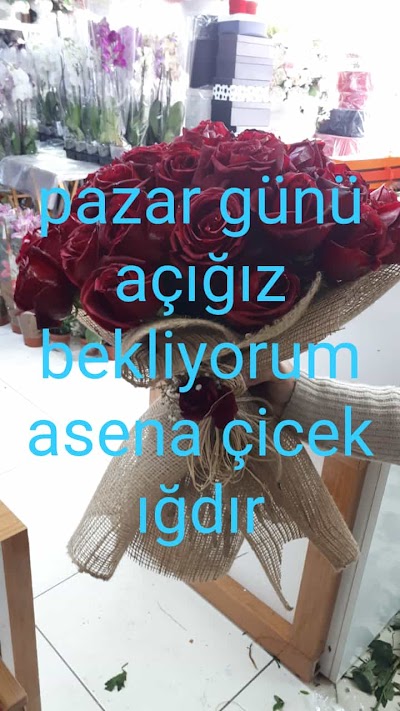 Asena Cicekcilik ve Kaset