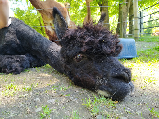 Robin Gilmore's Illusion Ranch Alpacas - Thumbnail