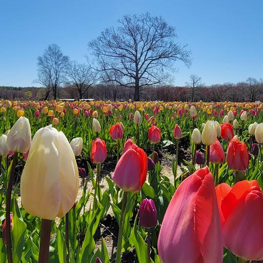 Wicked Tulips - Exeter RI - Thumbnail