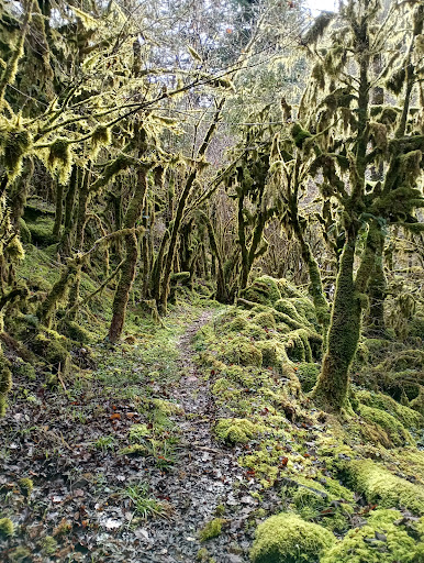 Sentier du ruisseau d'Ardengost - Thumbnail