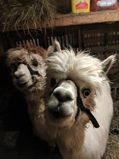 5R Alpacas