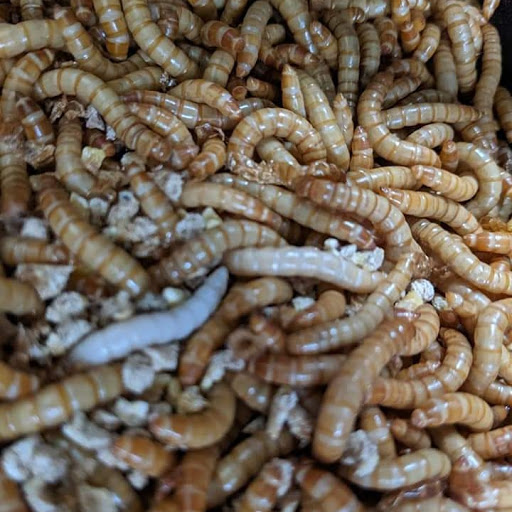 Happy Healthy Feeders