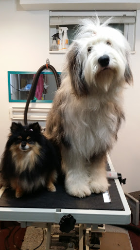 Kind and Gentle Dog Grooming - Thumbnail