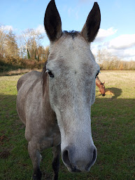 Photo n°16 de Le Moulin Neuf à Brienon-sur-Armançon (Ferme à visiter)
