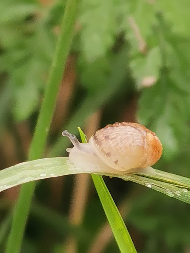 Les Escargots de Mémette - Thumbnail