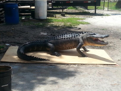 Shayne's Gators - Visual