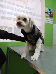 Veterinaria Rospigliosi 8