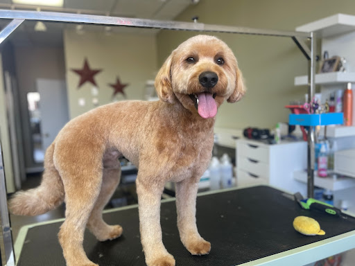 Doos 4 Dogs - Thumbnail