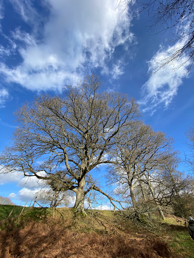 Little Foxes Copse - Woodland Trust - Thumbnail