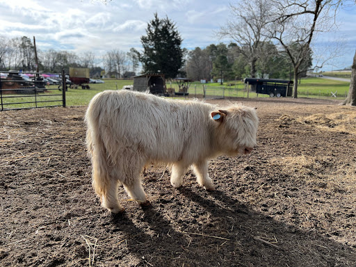The Pint Sized Pasture - Thumbnail