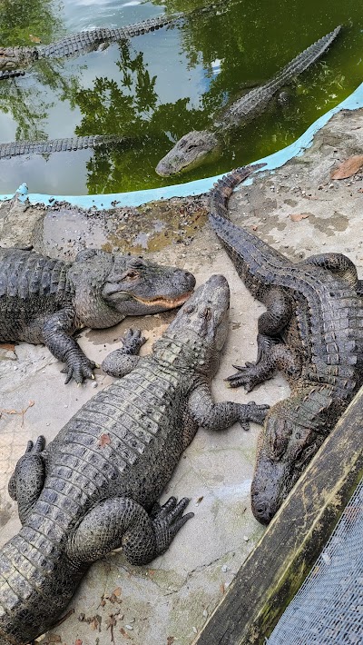 Arkansas Alligator Farm & Petting Zoo