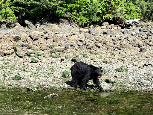 Clayoquot Wild - Thumbnail