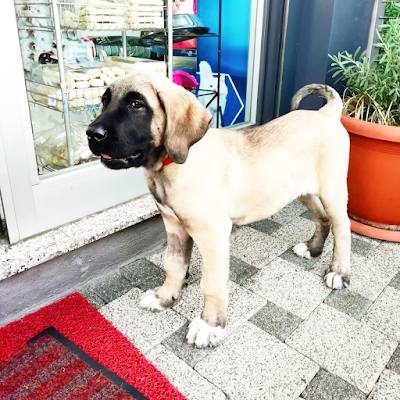 Şans Veteriner Kliniği Çekmeköy