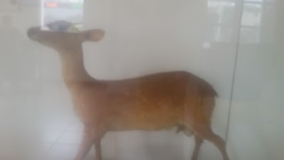 Photos of Museo De Montoya