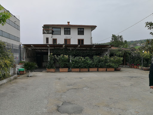 Varricchio Maria - Thumbnail