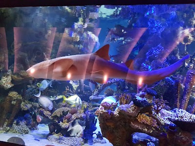 Photos of Nais Aquarium