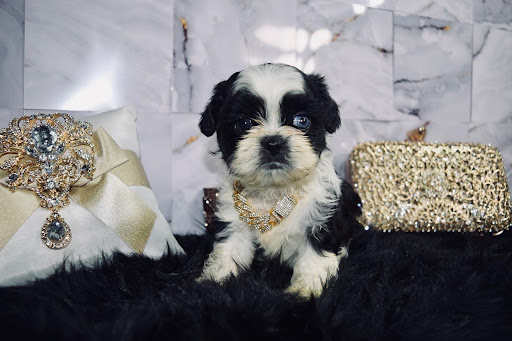 Puppies - Thumbnail