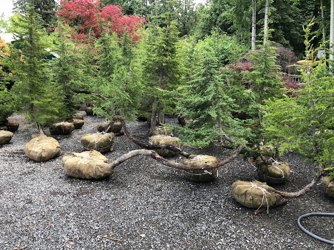 Expert Tree Transplanting