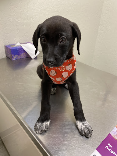 Montevallo Animal Clinic: Parker Sam DVM - Thumbnail