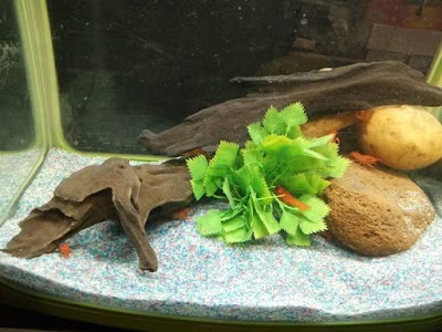 Photos of Aha Aquarium