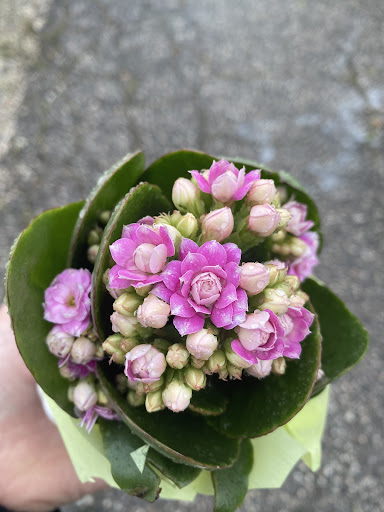 Loreta Fiori - Thumbnail