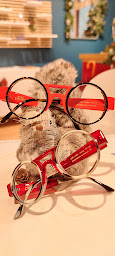 Photo n°10 de Ghislain Duroy Opticien Lunetier à Alençon (Opticien)