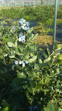 ブルーベリー農園 のりっぺ