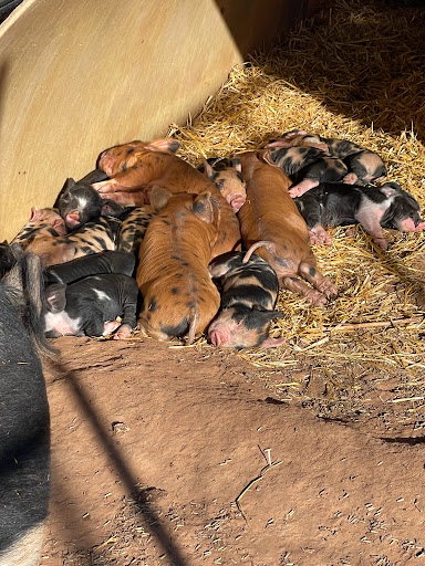 Gilt-T-Pleasure Farms - Thumbnail