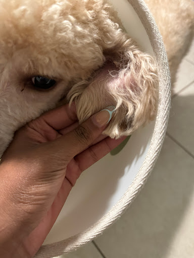 Loving Care Pet Grooming - Thumbnail