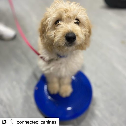 Surry Hills Puppy School by The Dog Sessions - Thumbnail