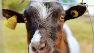 Photo n°2 de Ferme d'Opale à Montauban (Ferme)