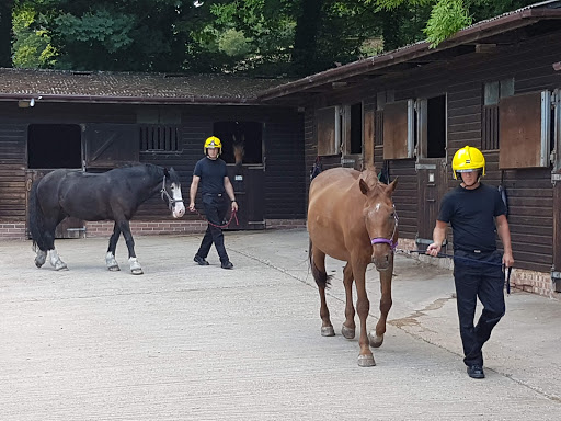 Kingston Maurward Equestrian - Thumbnail