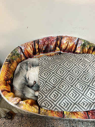 Peaceful Pets Veterinary Services - Thumbnail