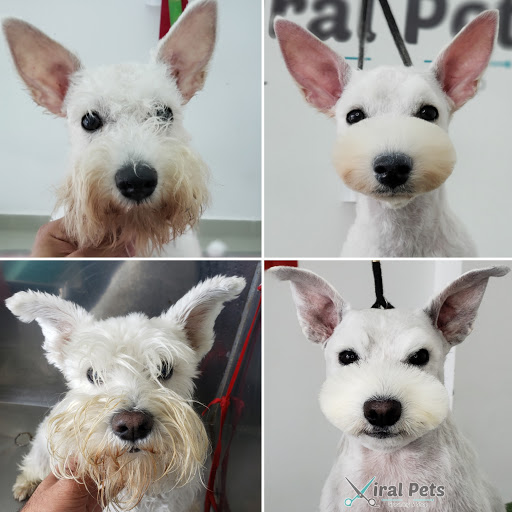 Viral Pets Peluquería Canina